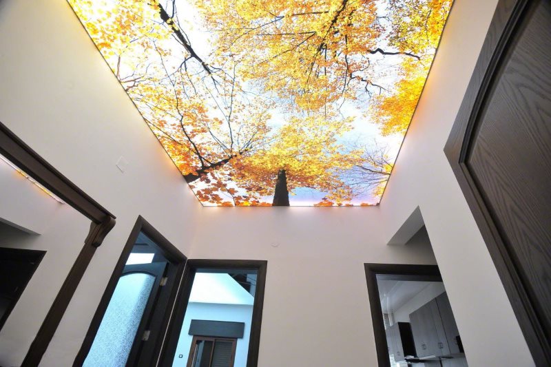 Impression photo de forêt d'automne au plafond du couloir