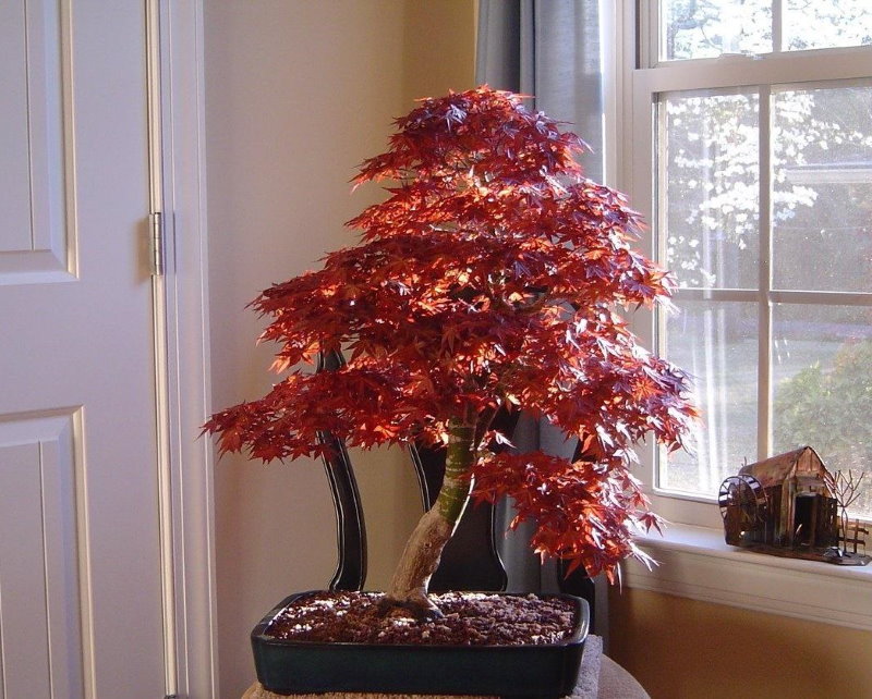 Japon akçaağaç bonsai bir apartman dairesinde bir tablo