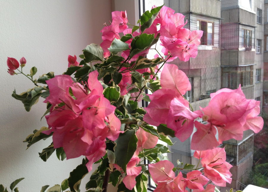 Bougainvilliers en fleurs sur le rebord de la fenêtre de l'appartement