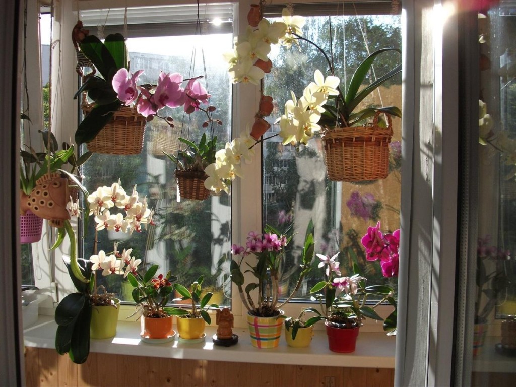 Plantes à fleurs sur le balcon avec une fenêtre en plastique