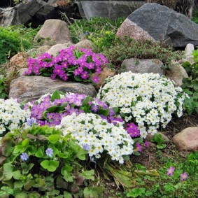 Pétunias en fleurs parmi les gros rochers