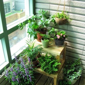 Balcon de l'appartement avec des plantes vertes