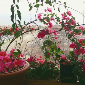 زهرة جميلة على حافة النافذة في الشقة