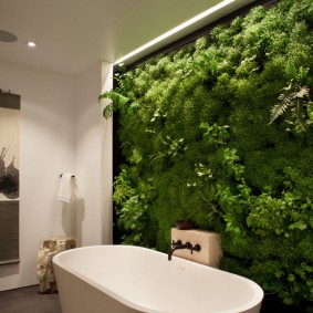 Mur de plantes dans la salle de bain