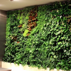 Gösterişsiz bitkilerin yeşil duvar
