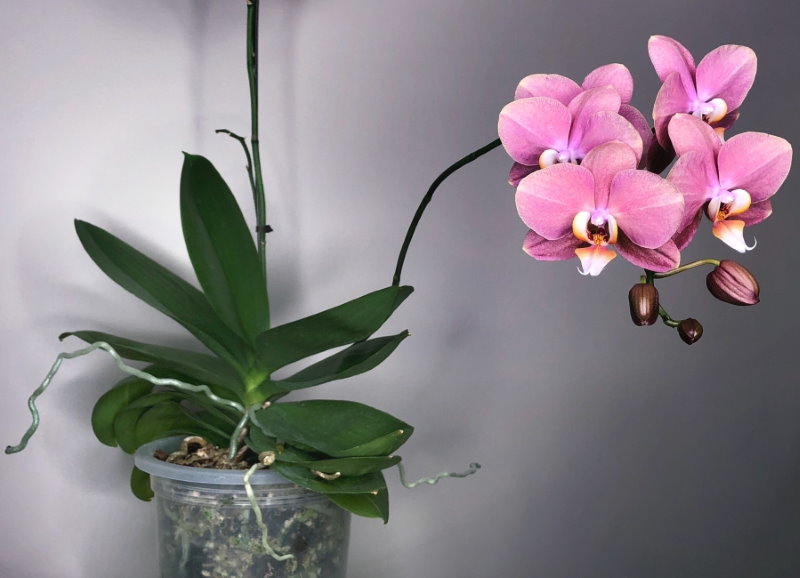 Plastik bir kap içinde pembe phalaenopsis orkide çiçek