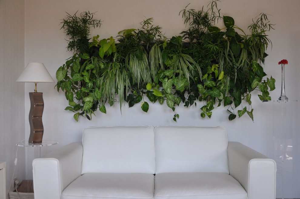 النباتات الحية في غرفة المعيشة فوق الأريكة