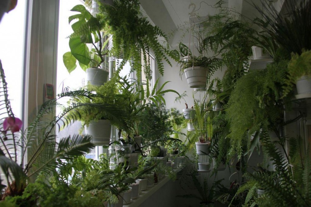 L'abondance de plantes vertes à l'intérieur de la loggia