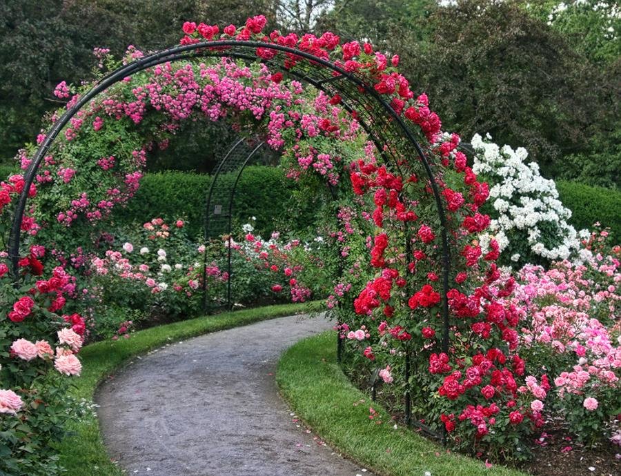 Chaîne de roses sur une arche de jardin de tuyaux en acier
