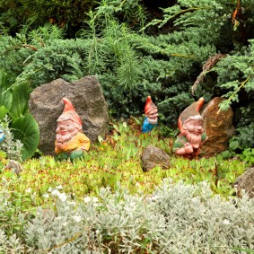 Garden gnomes under conifers