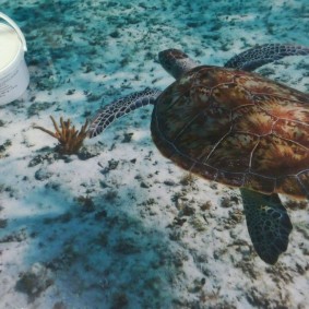 Plancher 3D avec l'image d'une tortue de mer