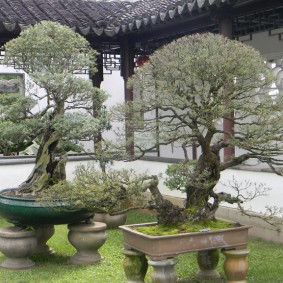 Jardin de style chinois sur un petit terrain