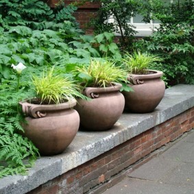 Pots de fleurs en céramique avec des plantes de jardin