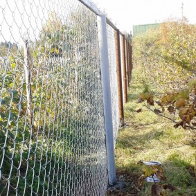 שיח דומדמניות ליד גדר רשת