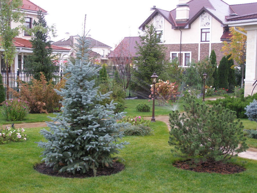 עץ חג המולד עם מחטים כחולות על מדשאה ירוקה