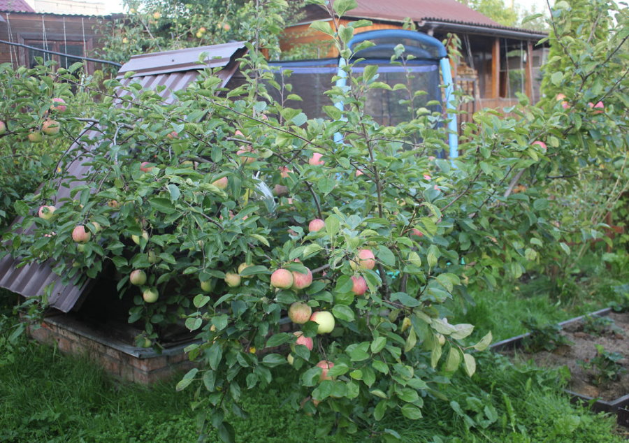 פרי עץ תפוח גמד בקוטג 'קטן