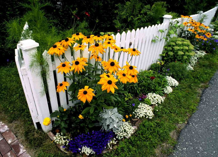 Tournesols décoratifs près de la clôture blanche