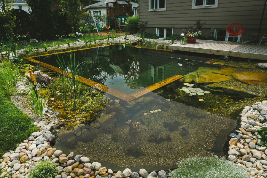 Su bitkileri ile doğal tip kır havuzu