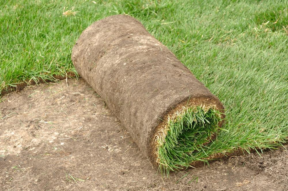 הנחת מדשאה לגליל בגינה