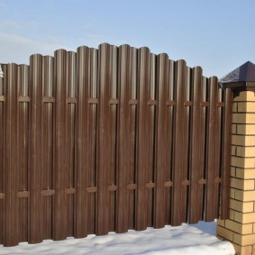 euro-çit çit türleri fotoğraf