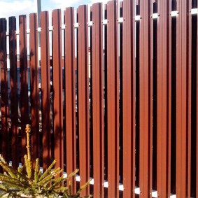 euro-çit çit fotoğraf tasarımı