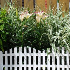 רעיונות לקישוט גדר דקורטיבית לגינה